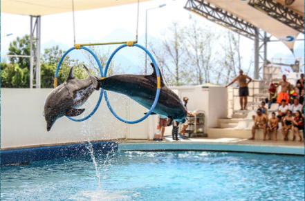 IMAGE: jumping dolphins