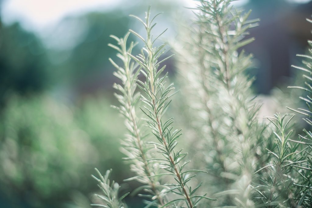 sprig of rosemary