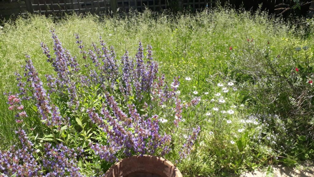Meadow of Pollen during Hayfever season