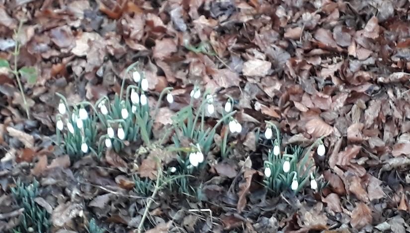 Snowdrops in winter daylight
