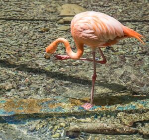 Flamingo standing on one leg