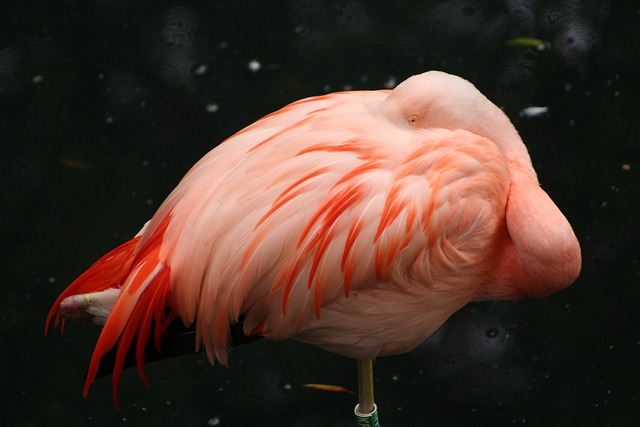 Image: sleeping flamingo